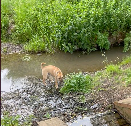 Bathing your dog this winter